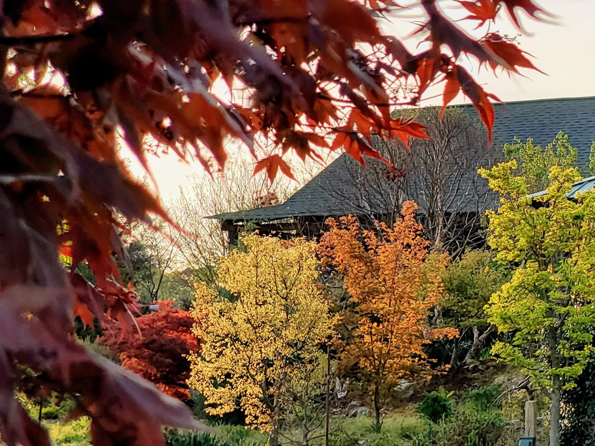 Backlit Japanese maple foliage in autumn color